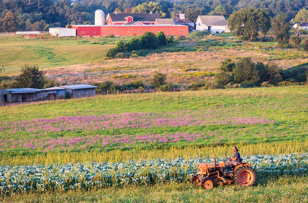 Farmland with blooming crops and tractor
